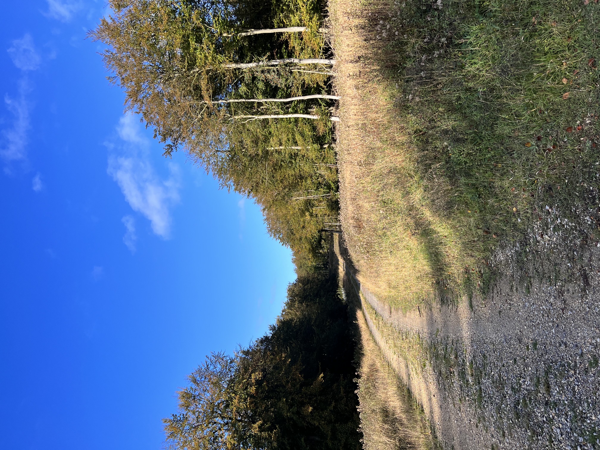 Tree Lined Trails